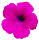 [flower015[4].png]