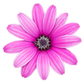 flower012 flower012