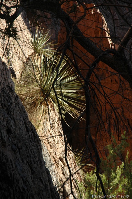 [PalmCanyon 100[4].jpg]