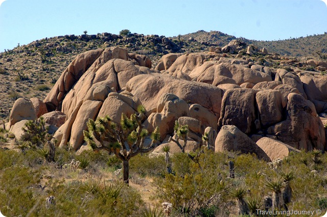 JoshuaTree 016