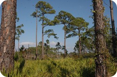 Bon Secour National Wildlife Refuge Bon Secour National Wildlife Refuge