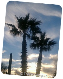 Palm trees just before sunset