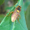 Steel-blue Sawfly