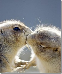 Awesome Funny Animals ~ The Awesome Facts