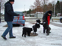 Phenix: Aaaaa... vilka söta Luciatärnor...!!!