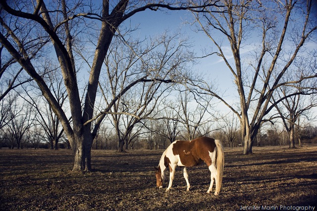 [horse2[7].jpg]