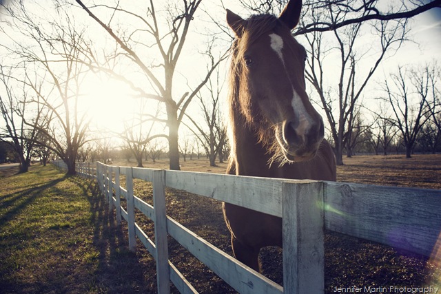 [amazinghorse[8].jpg]