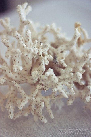 [coral[9].jpg]