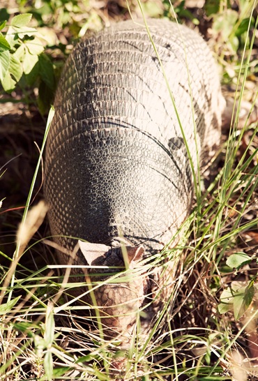 armadilloweb