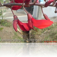 bunga dadap merah 12