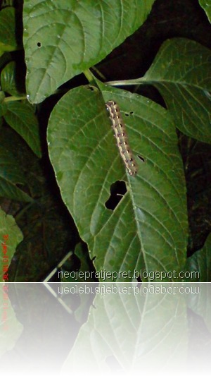 ulat di daun bayam 06