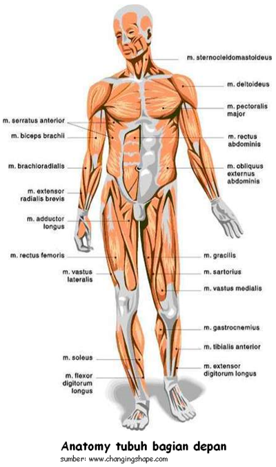 Gambar anatomy tubuh manusia bagian depan