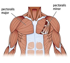 chest-anatomy