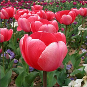 220px-Tulip_-_floriade_canberra03