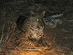 leopard