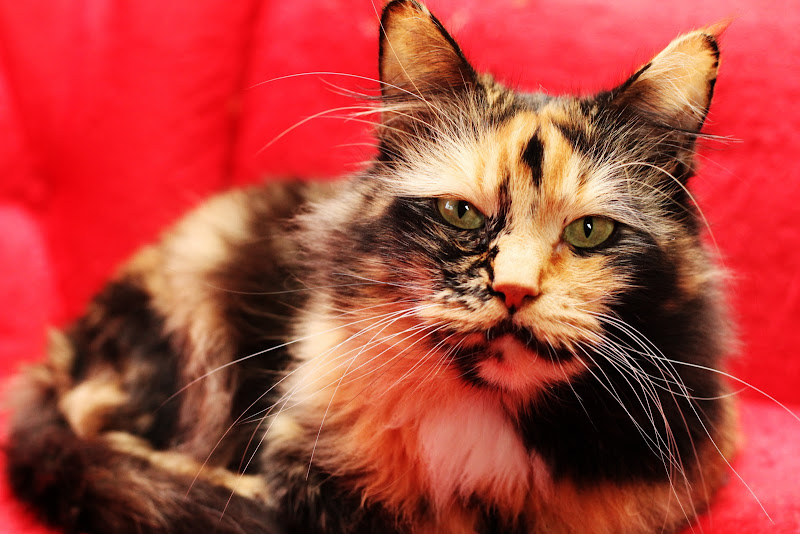 IMAGE: http://lh3.ggpht.com/_Q-Q9vxpdg8Y/S7lVC-i6TqI/AAAAAAAAAx8/YE7AO3TudYc/s800/DPP_0001.JPG