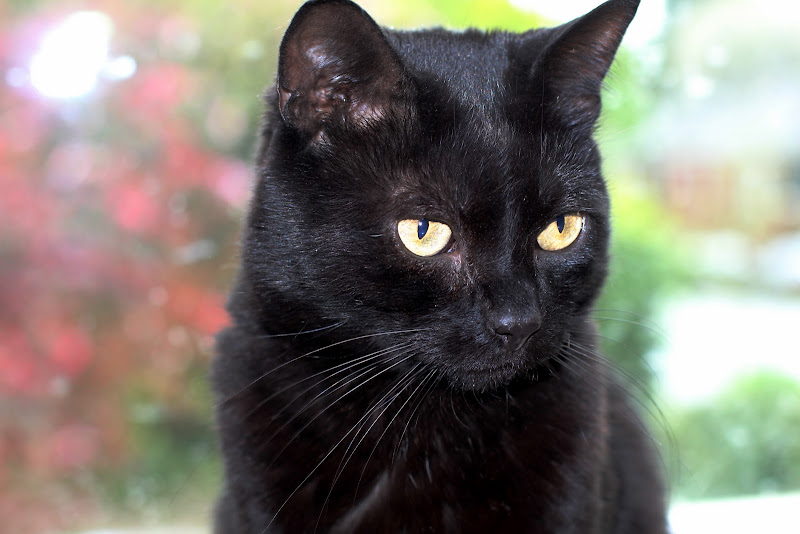 IMAGE: http://lh3.ggpht.com/_Q-Q9vxpdg8Y/S7lVEJQB0ZI/AAAAAAAAAyE/JWE-IUciLu0/s800/DPP_0003.JPG