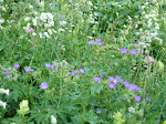 http://lh3.ggpht.com/_Q-b3D5rJSGo/StHlphRXCTI/AAAAAAAAAOU/g5GmKN9rhiY/P1000141.JPG