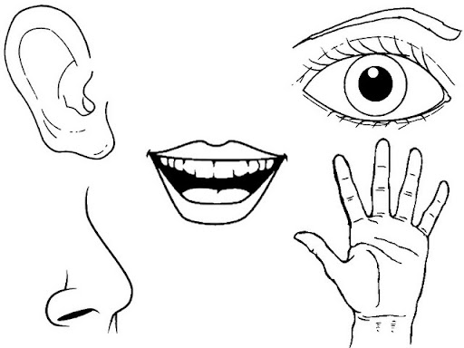 DIBUJOS DE LOS SENTIDOS dibujos de los sentidos: