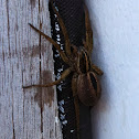 Female wolf spider