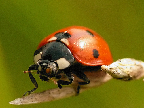 Hétpettyes katicabogár