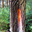 Tapping of pine resin