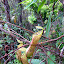 Endemic climbing pitcher plant