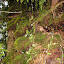Moss covered old tree