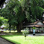 Kraton courtyard and Banyen Tree