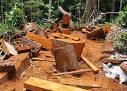 [destrucción de bosques 1[5].jpg]