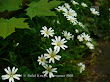 Gwiazdnica wielkokwiatowa (Stellaria holostea)