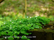 Szczawik zajęczy (Oxalis acetosella)