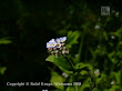 Niezapominajka ? (Myosotis)