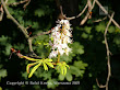 Kasztanowiec zwyczajny (Aesculus hippocastanum)