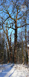 Dąb (Quercus)