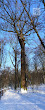 Dąb (Quercus)