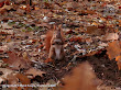 Wiewiórka pospolita (Sciurus vulgaris)