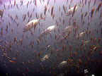 Phuket Diving Thailand Merlin Divers: Kamala Diving Center Slideshow
