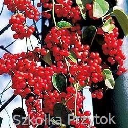 cytryniec%20chinski%205_final.jpg