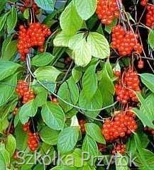 cytryniec%20chinski%206_final.jpg