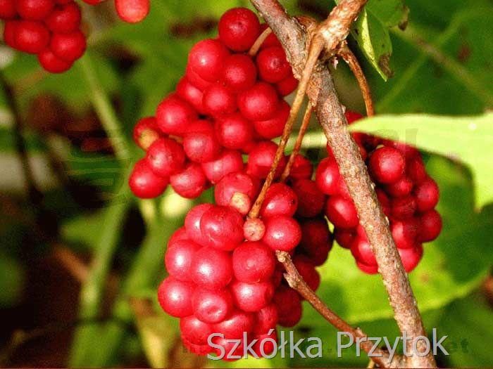 cytryniec%20chinski%208_final.jpg