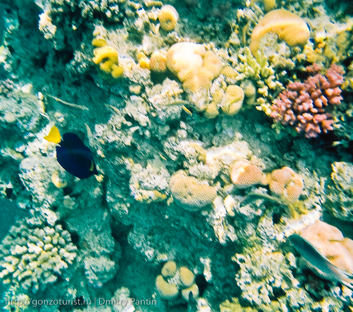 Египетские записки: Подводная одиссея гонзо туриста fishs%20red%20sea 02 Египетские записки: Подводная одиссея гонзо туриста