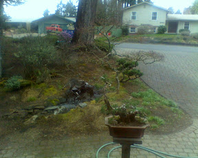 Raccoon taking a drink Raccoon taking a drink