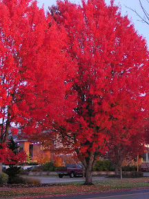 Corvallis trees