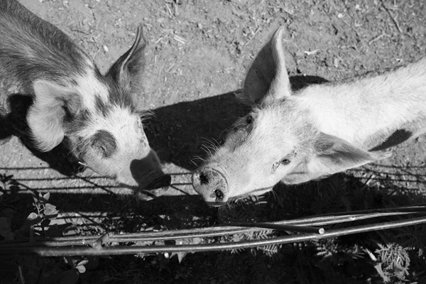 [DPP_00014863[4].jpg]