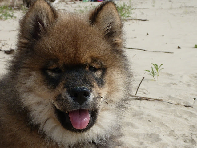 le plus beau chien du monde!!!! P1030371