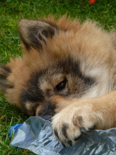 le plus beau chien du monde!!!! P1050560
