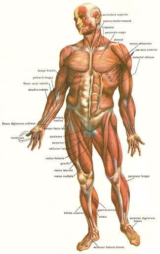 the human circulatory system for kids. circulatory system below