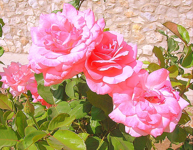 [Rosas rosas[9].jpg]