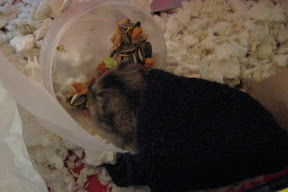 nom nom nom...